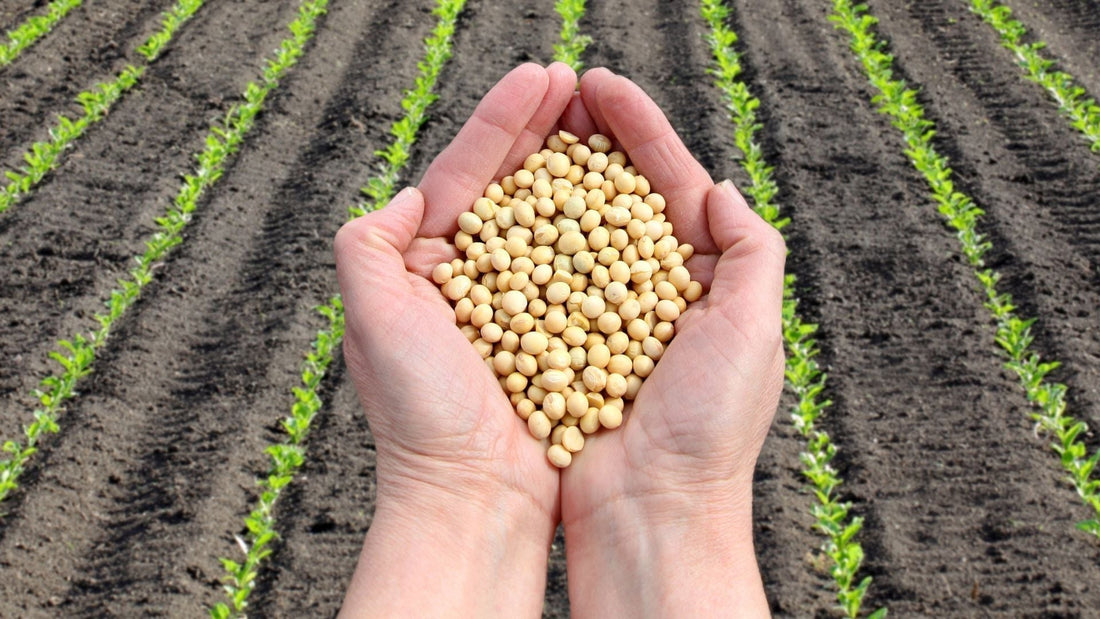 大豆プロテイン（ソイプロテイン）とイソフラボン