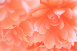 腸内フローラ